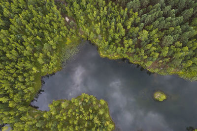 High angle view of water amidst trees