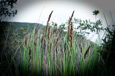 Close-up of grass on field against sky