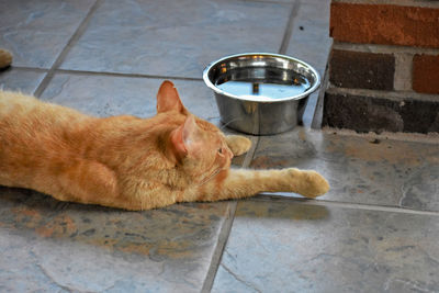 High angle view of cat sleeping on tiled floor