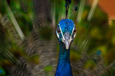 Close-up of peacock