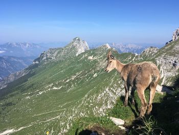 View of sheep on mountain landscape