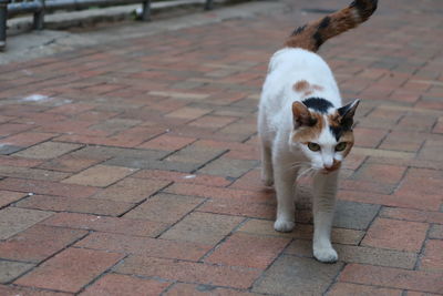 Portrait of cat sitting on footpath