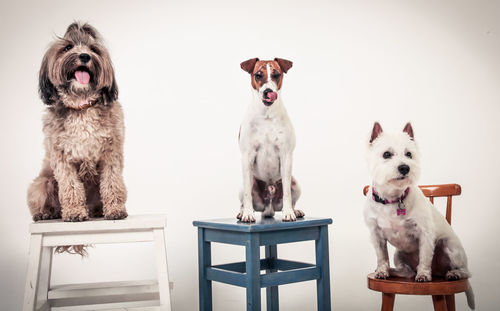 Portrait of three dogs over white background