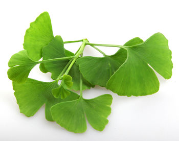 Close-up of fresh green leaves against white background