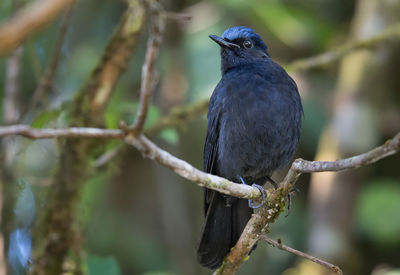 Close-up of bird perching on branch