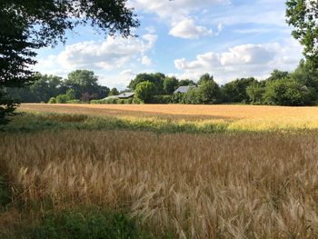 Scenic view of field against sky