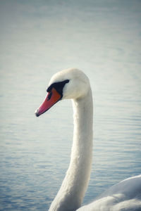 Close-up of swan in lake