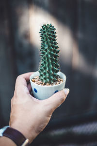 Cropped hand of woman holding potted cactus outdoors