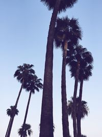 Low angle view of palm trees against clear sky