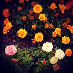 Close-up of yellow flowers