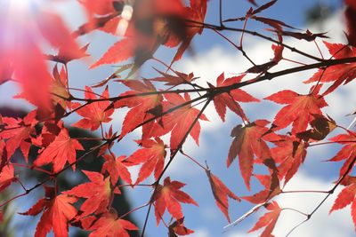 Low angle view of autumnal leaves against sky