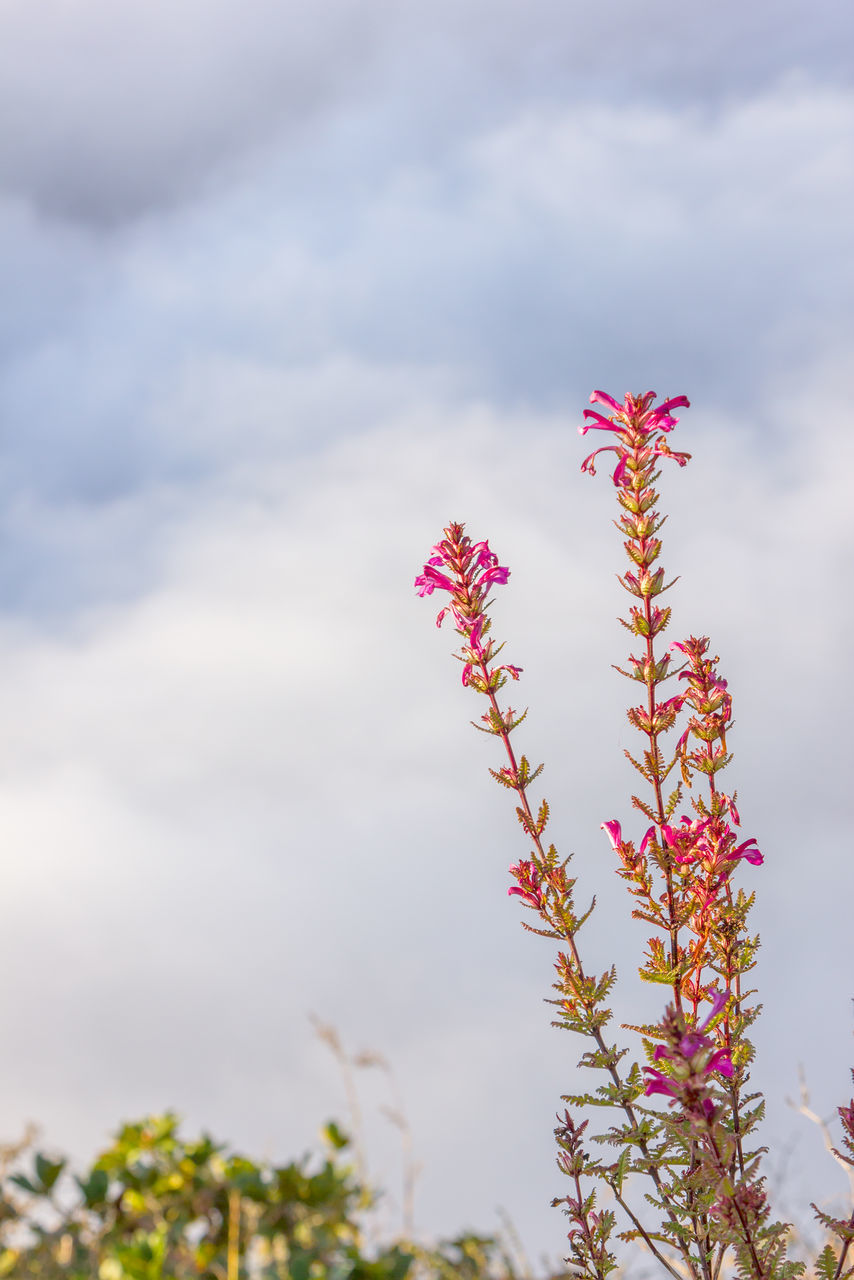 LOW ANGLE VIEW OF FLOWERING PLANT AGAINST SKY