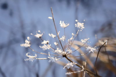 Close-up of white cherry blossom during winter
