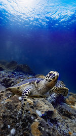 High angle view of turtle in sea