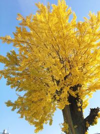 Low angle view of yellow tree against clear sky