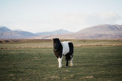 Portrait of horse standing on land