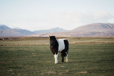 Horse standing in a field