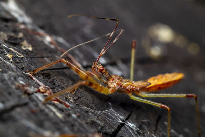 Close-up of insect