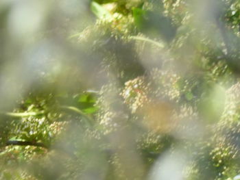 Full frame shot of raindrops on tree