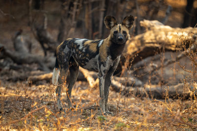 animal