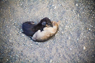 High angle view of puppy sleeping