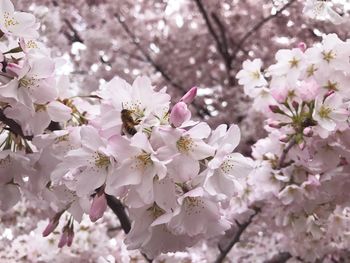 Close-up of cherry blossoms on branch