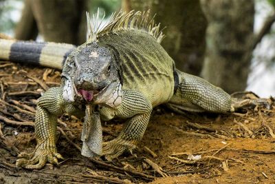 Close-up of a lizard