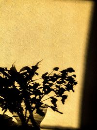 Shadow of plant on wall