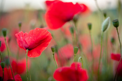 Close-up of red poppy flowers on field