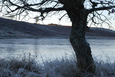 Bare tree by lake against sky during winter