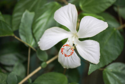 White hibiscus flowers that grow inside my house.