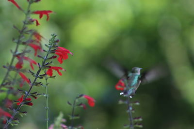 Close-up of butterfly pollinating on flower