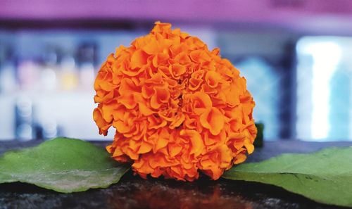 Close-up of orange flower