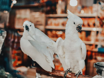 Close-up of parrot perching