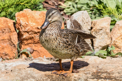 Bird standing on rock