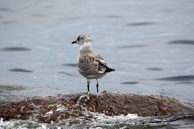 Seagull perching on rock
