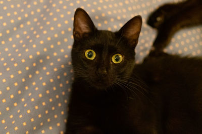 Close-up portrait of cat at home