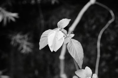 Close-up of flower growing on plant
