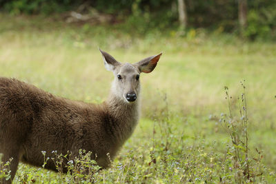 Young female sambar deer in khao yai national park thailand