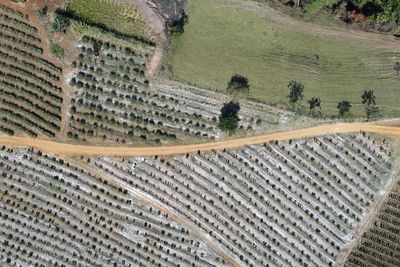 High angle view of vineyard