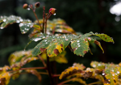 Close-up of raindrops on leaf during winter