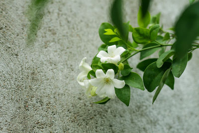 Close-up of flowers blooming outdoors