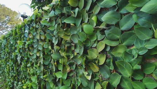 Close-up ivy growing on surrounding wall