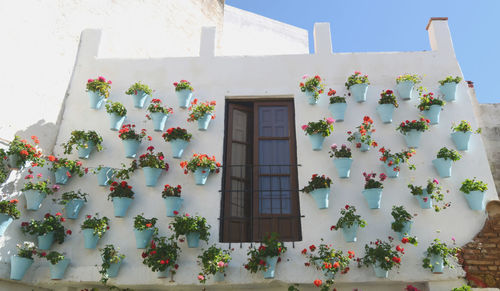 Low angle view of potted plant against building