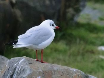 Close-up of seagull perching on rock