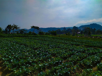 Scenic view of field against sky