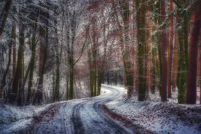 Road amidst bare trees in forest