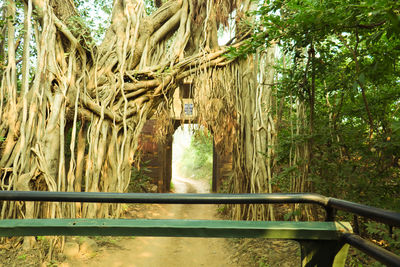 View of bridge in forest