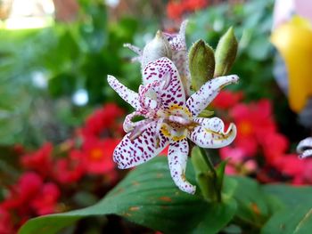 Close-up of flowering plant