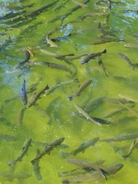 High angle view of koi carps swimming in water